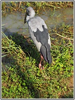 Openbill Stork