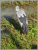 Asian Openbill