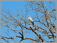 Openbill Stork
