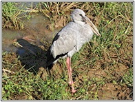 Openbill Stork