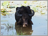 Water Buffalo