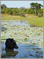 Yala National Park