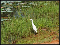Eastern Great Egret