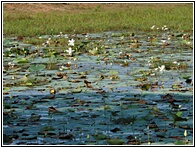 Water Lilies
