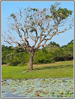 Yala National Park