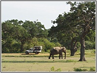 Asian Elephant