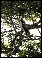 Crested Goshawk