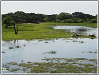 Yala National Park
