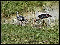 Painted Storks