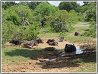 Water Buffalo
