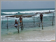 Stilt Fishermen