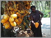 Coconuts