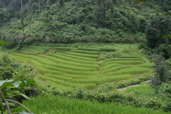 Rice Fields