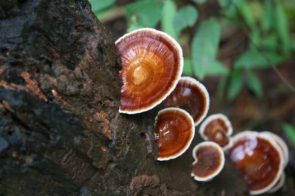 Fungus