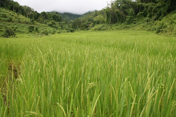 Rice Field