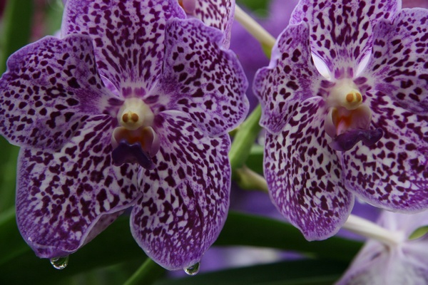 Orchids