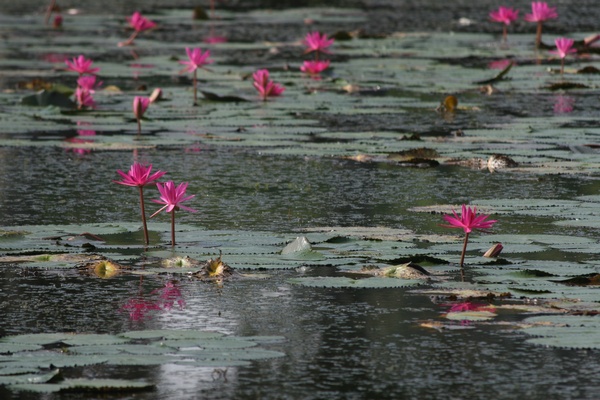 Water Lilies