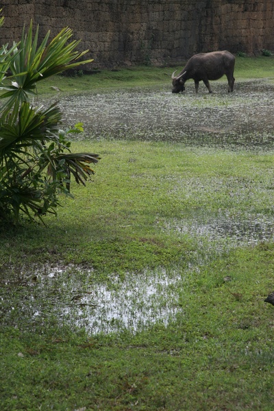 Water Buffalo