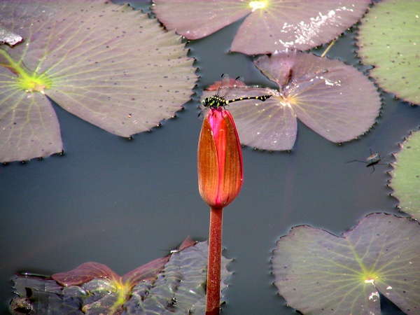 Dragonfly