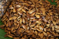 Insects
