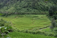 Rice Fields