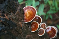 Fungus