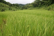 Rice Field