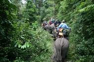 Elephant Ride