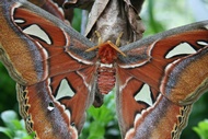 Giant Butterfly