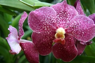 Orchid Flowers