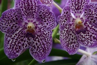 Orchids