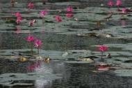 Water Lilies