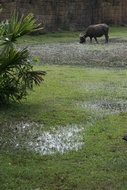Water Buffalo