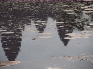 Reflects
