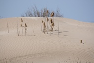 Dunas