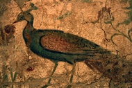 Pavo Real
