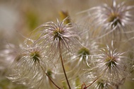 Flores de Otoo