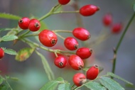 Bayas Rojas