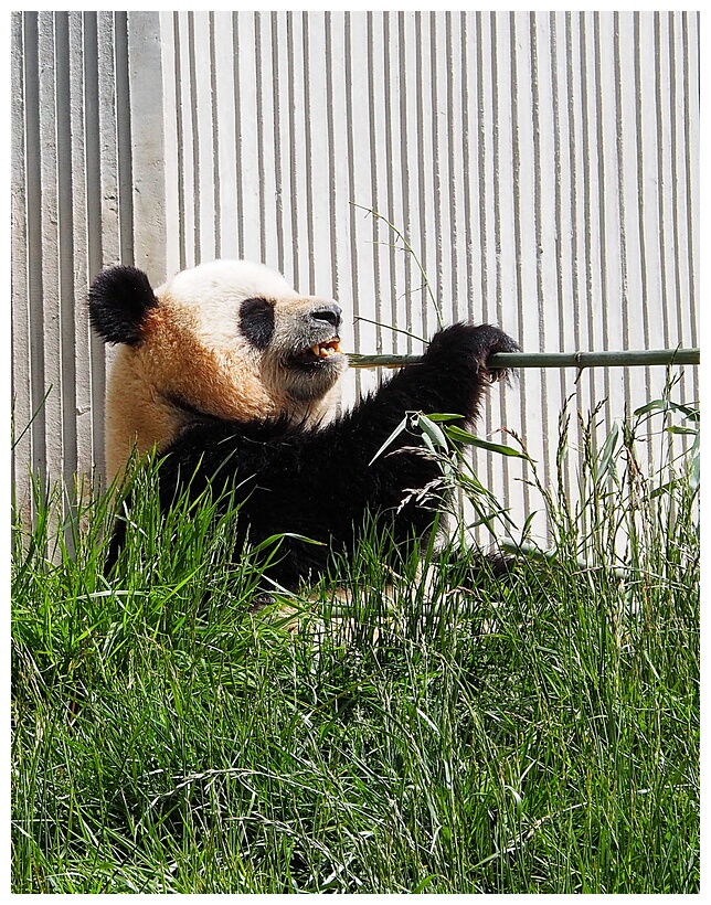 Wolong Panda Research Center