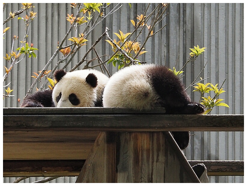 Wolong Panda Research Center