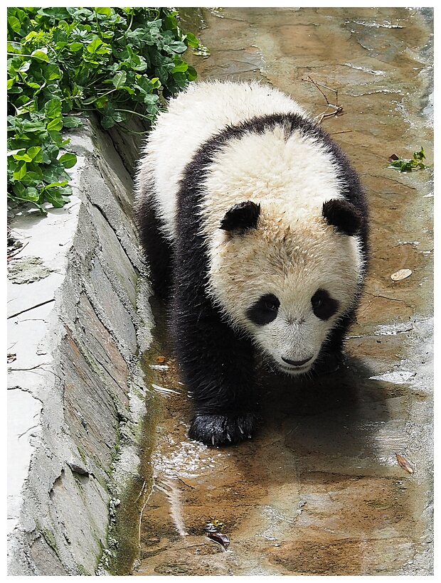 Wolong Panda Research Center