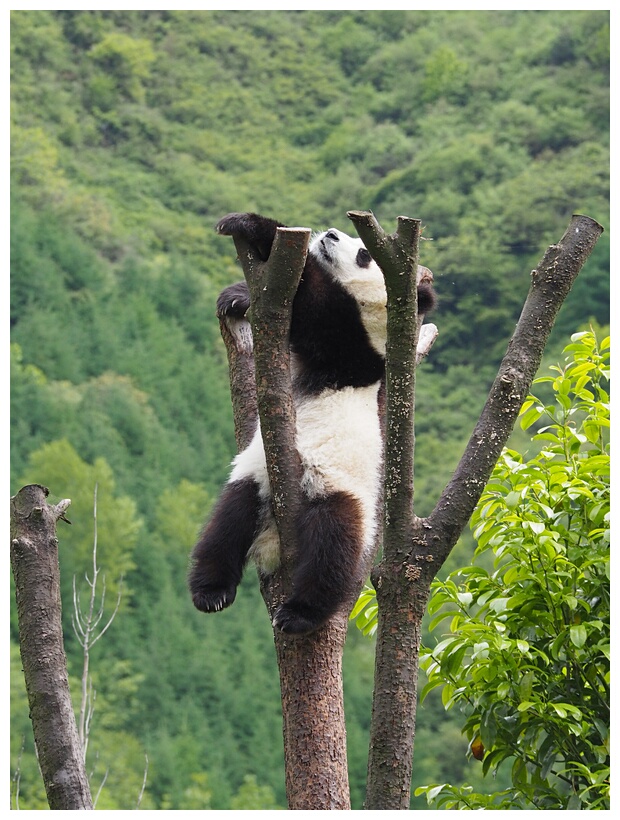 Wolong Panda Research Center