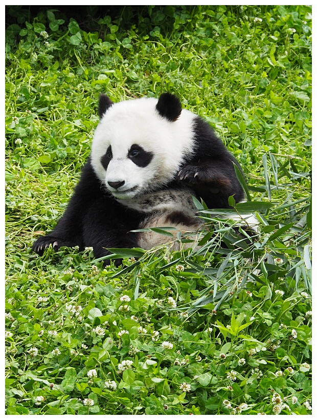 Wolong Panda Research Center