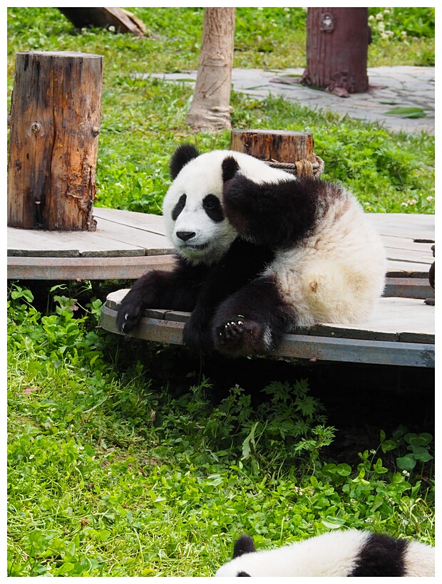 Wolong Panda Research Center