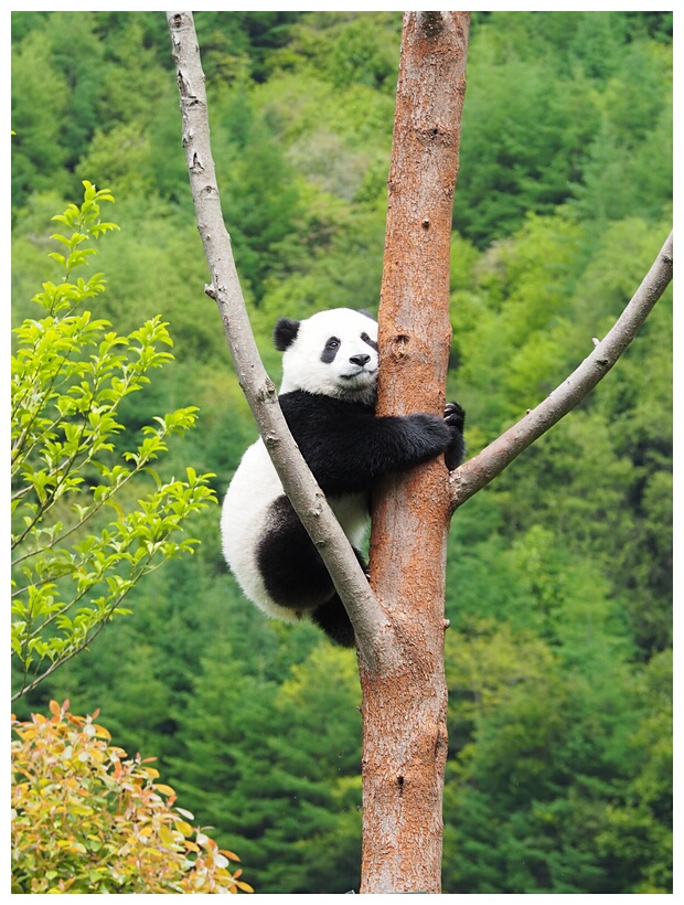 Wolong Panda Research Center