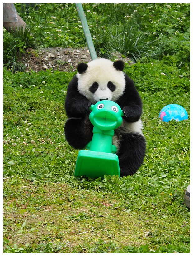 Wolong Panda Research Center