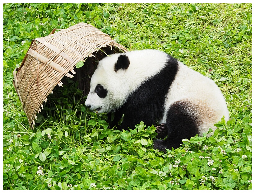 Wolong Panda Research Center