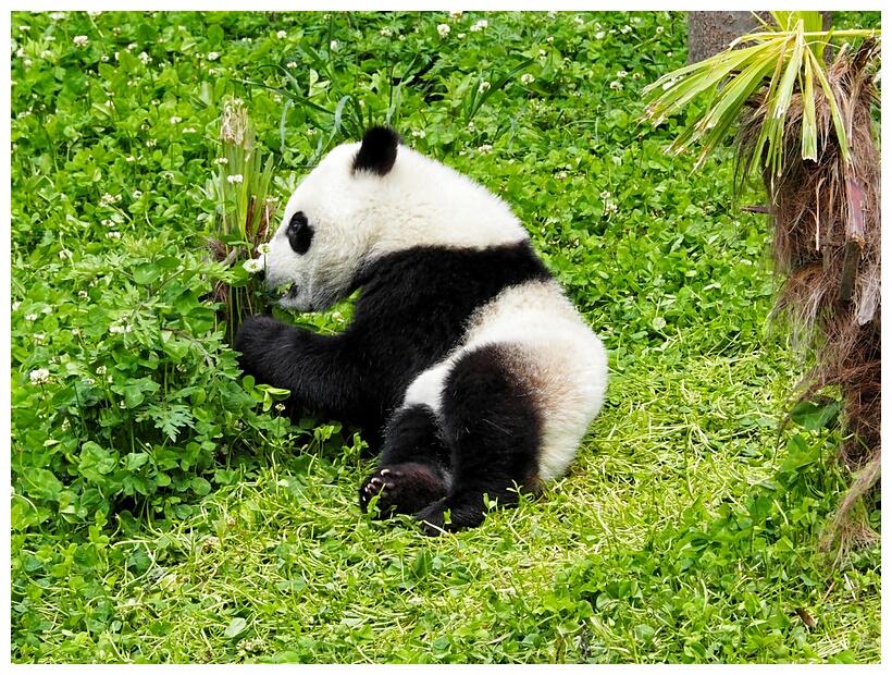 Wolong Panda Research Center