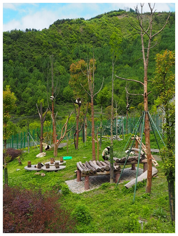Wolong Panda Research Center