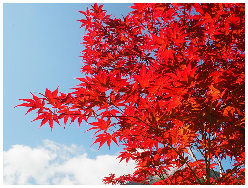 Red Leaves